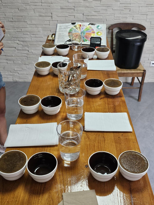 Basic Cupping Course | Introduction to Coffee Sensory Analysis
